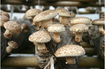 鮮品香菇、全球大量供應(yīng)質(zhì)優(yōu)價(jià)廉品種多、鮮活生長(zhǎng)
